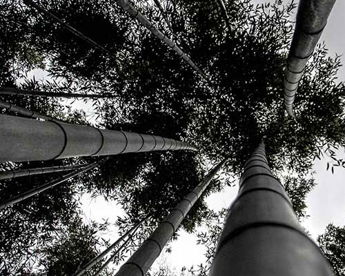Sagano Grove – Bamboo Groves
