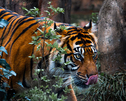 Tiger On The Hunt