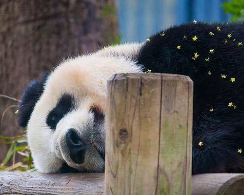 Playful Giant Panda