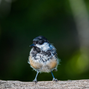 Black-Capped Chickadee - Canvas Wall Art