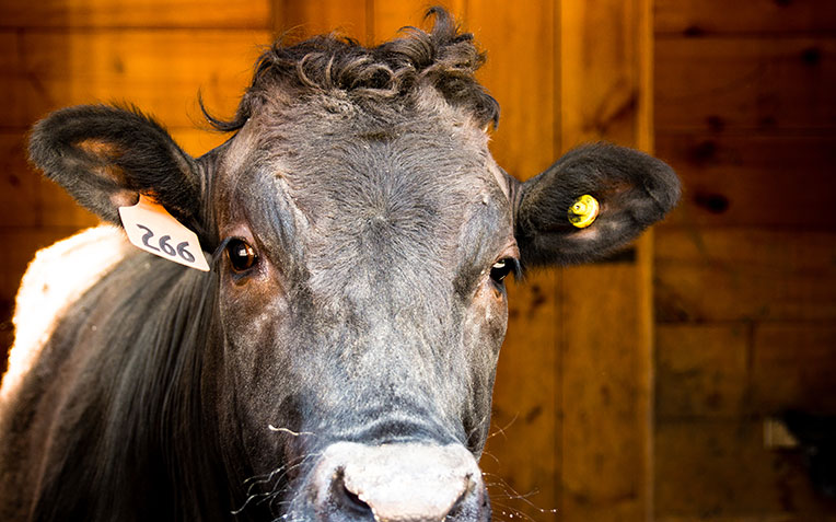 The Legendary Japanese Wagyu Cow: A Symbol of Perfection in Cattle