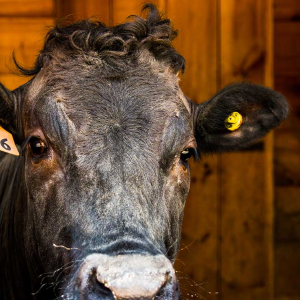 Japanese Wagyu Cow - Canvas Wall Art