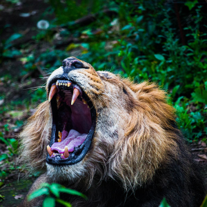 Mighty Lion - Canvas Wall Art