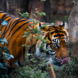 Tiger On The Hunt - Canvas Wall Art