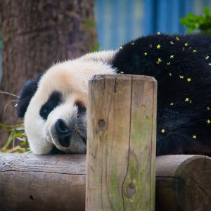 Playful Panda - Canvas Wall Art