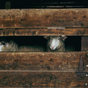 Soft Woolly Sheeps - Canvas Wall Art