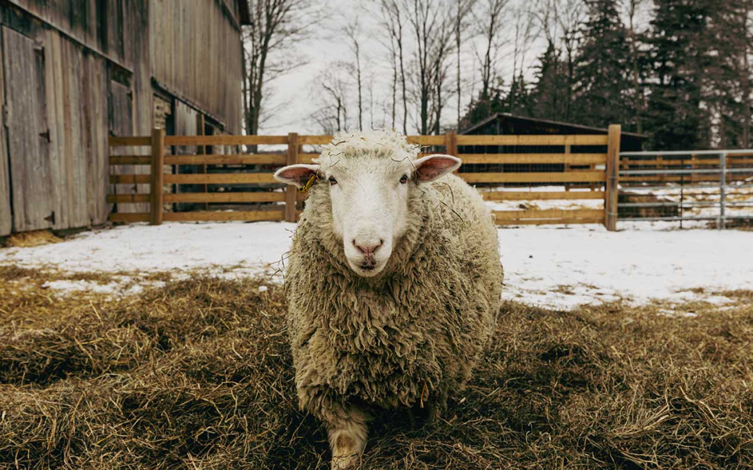 Sheeps at Bronte Creek Provincial Park: A Gentle Glimpse into Farm Life
