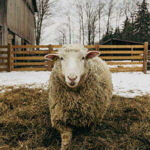 Soft Woolly Sheep - Canvas Wall Art