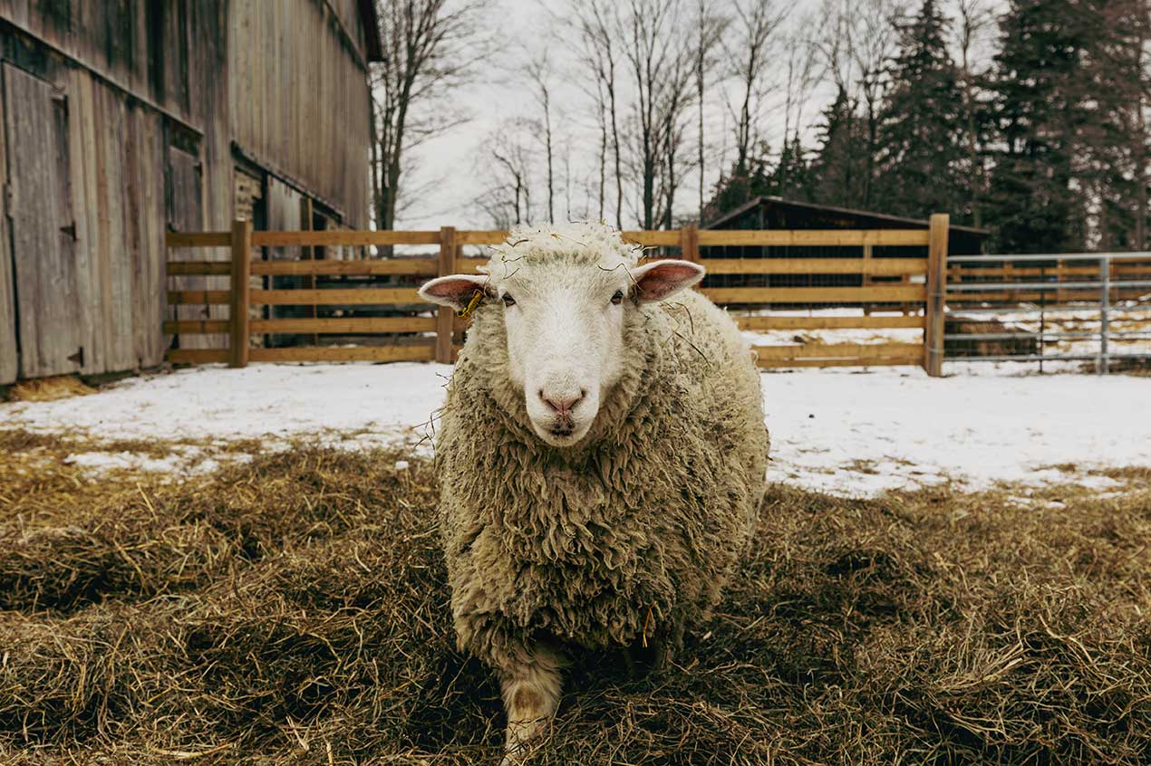 Sheeps at Bronte Creek Provincial Park: A Gentle Glimpse into Farm Life